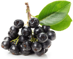 chokeberry